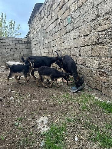 quzu: Angliskiy Alpinlə ober haşın mələzi ana-bala (balası dişidir,1-ci — 2