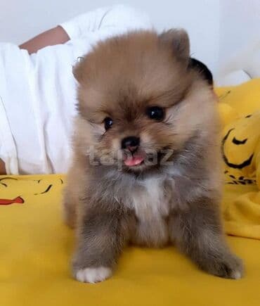 купить собаку в: Шпиц, 2 месяца, С прививками, Самовывоз — 1