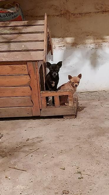 kreditle heyvan satisi: Çixuahua — 2