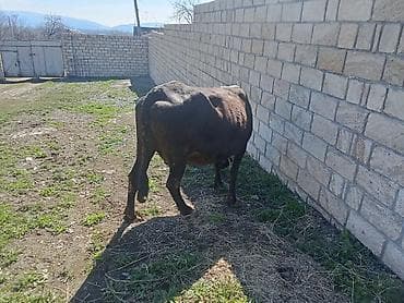 3 toyuq 3 gune 3 yumurta: Yetiy boğaz heyvanlardır - ana baladilar,biri birinci qarına — 5