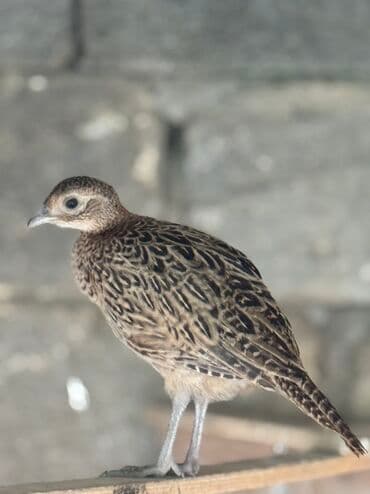 lavanda lal ordəklər: Qirqovul balalari satilir 3 4 5 ayliqBu, qəfəs şəraitində saxlanılan — 2