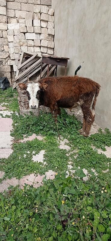 buzov satışı: Satılır: balaca dana - Cins: qarışıq (qəhvəyi bədən, ağ-al rəngli — 2