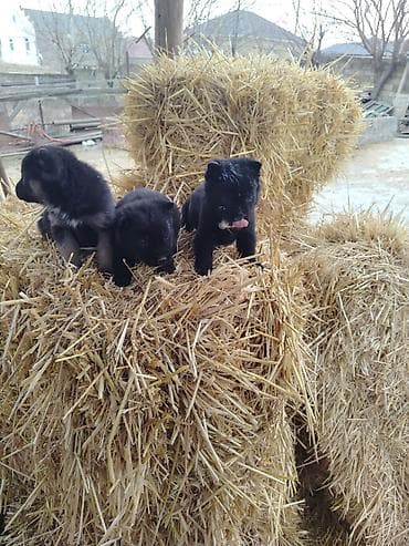 xacmaz heyvan bazari: Nemes afçarka sı 2 ədəd erkək — 6