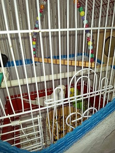 qurd satisi: Xarice gediyimiz ucun satilir baxanimiz olmqdiginanDalğalı tutuquşular — 6