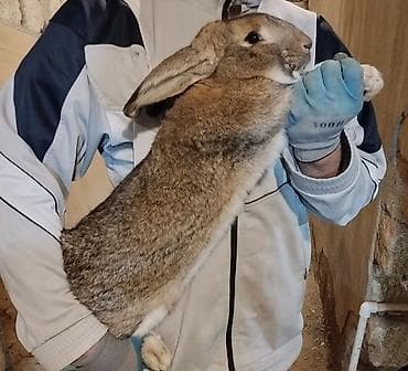 seki heyvan: 🐇 Velikan və Kaliforniya Dovşanları Satılır Təmiz qan xəttindən olan — 7