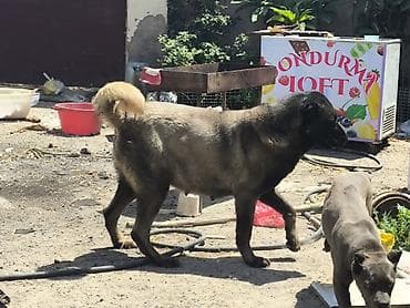 it: 1 ay, Dişi, Peyvəndli, Pulsuz çatdırılma — 7