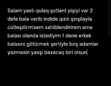 Şotland yastı qulaq, Dişi, Yaxşı əllərə