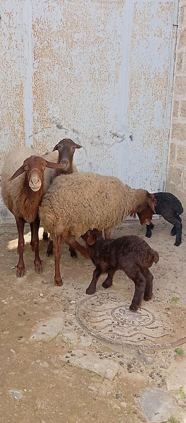 Heyvanlar üçün mallar: Salam ünvan Bakıin maştağa kendi obşi 5 baş heyvanlar 2 baş ana-bala 1 — 1