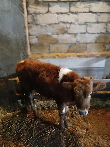 Simental tipli balaca buzov real aliciya endirm edecem hardasa 7 8