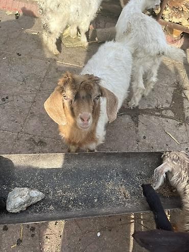 Hələp cinsidə var orjinal saninlərdə var yerri cinslərdə var bir