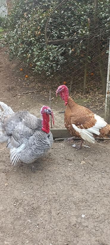 С/х животные и товары: Red Buorbun ətlik sort hind quşlarının 1 həftəlik cucəsi satılır — 3