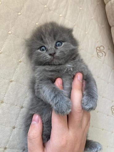 ov iti satisi: Boz tüklü balaca pişik balası - Növ: Ev pişiyi (balaca) - Rəng — 4