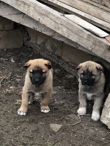pişik satılır: Qurdbasar, 1 ay, Erkek — 4
