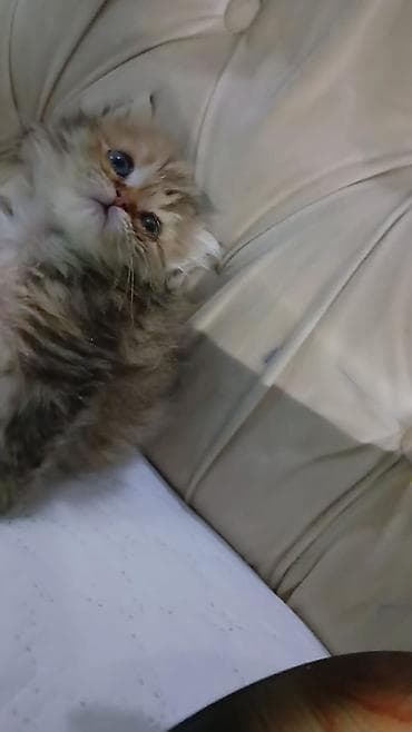 sort pişik: Şotland yastı qulaq — 4