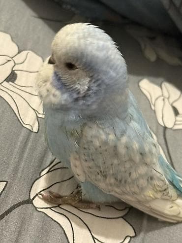 Quşlar: Bala çexler 1 ve 3 ayliglar. Saglam quslardi ciddi sexsler narahat — 1