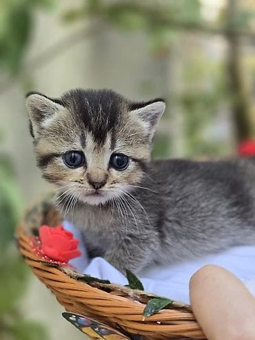 золотая шиншилла: Британская, Самка — 9