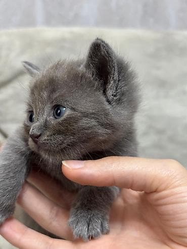 bala pişik ucuz: Boz rəngli balaca pişik balası - Cins: boz xəzli, qısa tüklü pişik — 2