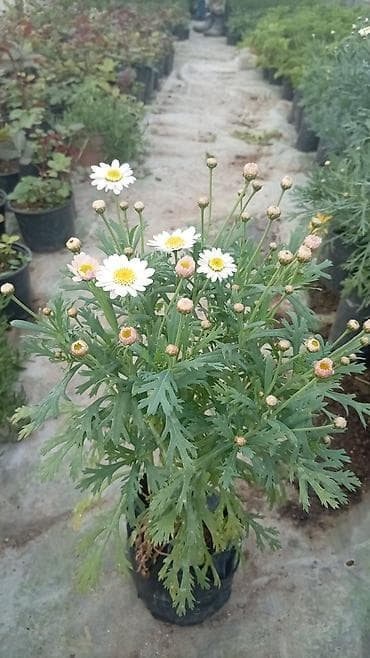 radyator kobi: Asma dipçək gülləri. Sukkulent – Lampranthus (Buzçiçəyi) Qiymətləri — 7