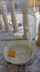 Информатика: Korellalar satılır. 3 dənədi 1 - i əl quşudu. Qəfəs qarışıqda — 11