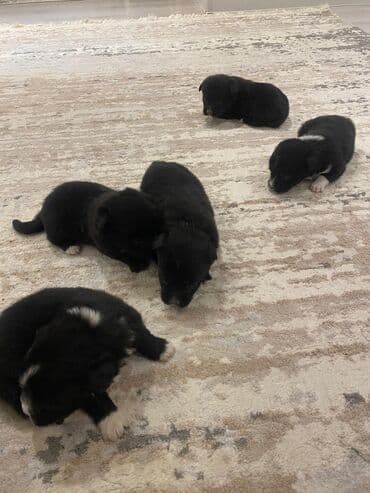 İtlər: 1 ay, Ünvandan götürmə — 1