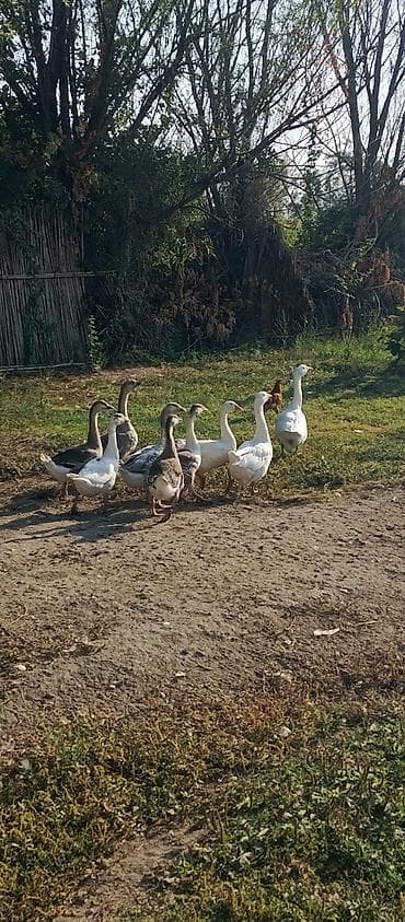 ən gozəl itlər: Qaz sürüsü – yerli təsərrüfatdan - Növ: ev qazı (ağ və boz lələklə) - — 2