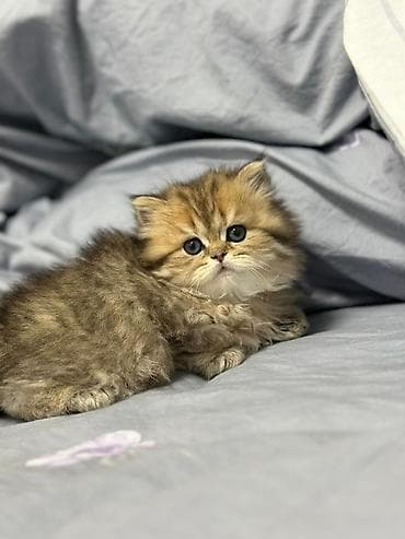 benqal pişik: Şirin, uzun tüklü balaca pişik balası - Cins: ehtimalən — 4