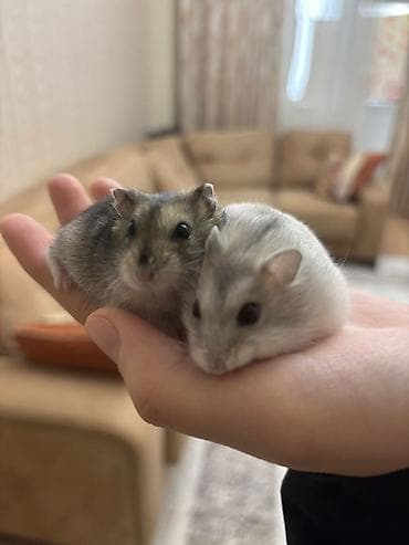 bala it: Ev heyvanı – Cırtdan hamsterlər (2 ədəd) - Növ: cırtdan (cüce) — 1