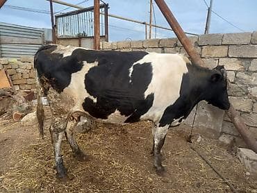 inek simental: Etlik inek — 2