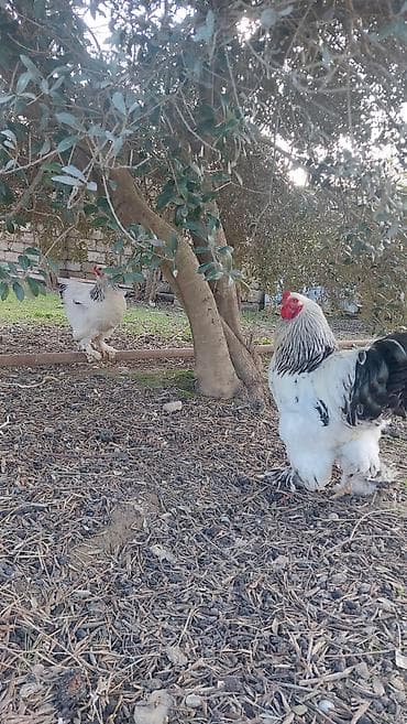 brama cüce: Toyuq, Brama, Damazlıq — 3