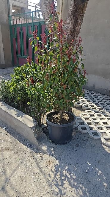 dekor dasi: Dekorativ bağ bitkiləri – qablarda - Cordyline (rəngli zolaqlı — 7