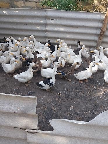 danisan qus: Salab lökbatan qızıldaş puta qəsəbəsi sürü halında satlır sağlam — 3