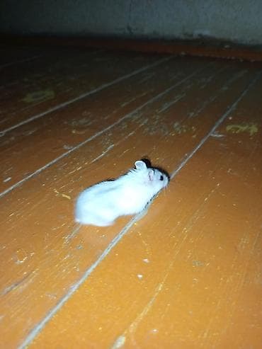 cücə su qabı: Dwarf hamster cütlüyü və qəfəs seti - Növ: xırda cins (cütdür) – biri — 2