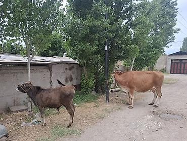 kreditle inekler: Məhsul: İki baş iribuynuzlu heyvan (inek və buzovna) Təsvir: - — 1