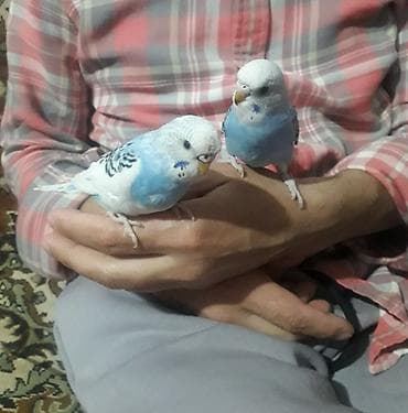 Quşlar 10azn fikri ciddi olan vatcapda yazsin sumqayìt