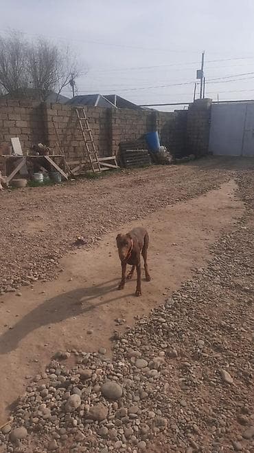 Digər heyvanlar: Doberman — 4