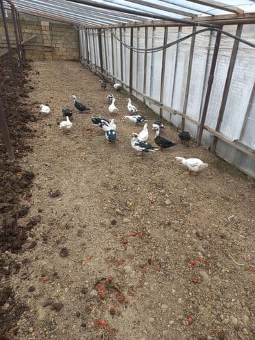 Сельхоз птицы: Самец, | Lal ordek, Для мяса, Самовывоз — 1