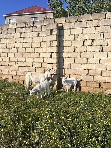 ana bala keci: Ağ rəngli keçi ailəsi – ana keçi və iki bala - Cins: süd və ət — 6