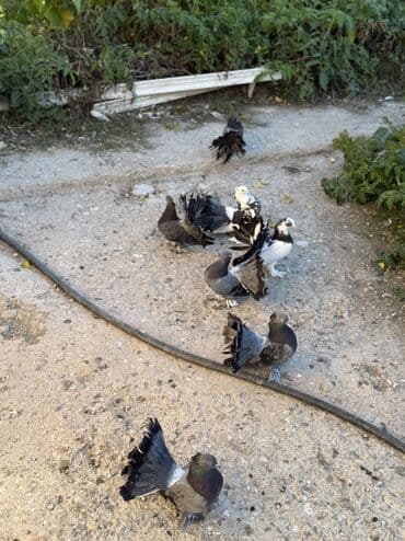 pişik satışı ucuz: London povlinleri satilir 7 denesi 90 manat — 1