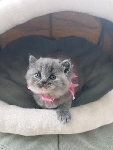 pişik cutleşdirme: Şotland uzun tüklü, Dişi, Yaxşı əllərə, Rayonlara çatdırılma — 2