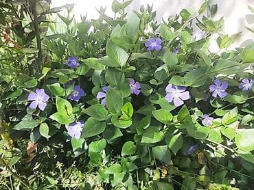 qızıl güllər: Məhsul: Periwinkle (Vinca major) – bənövşəyi-mavi çiçəkli, həmişəyaşıl — 2