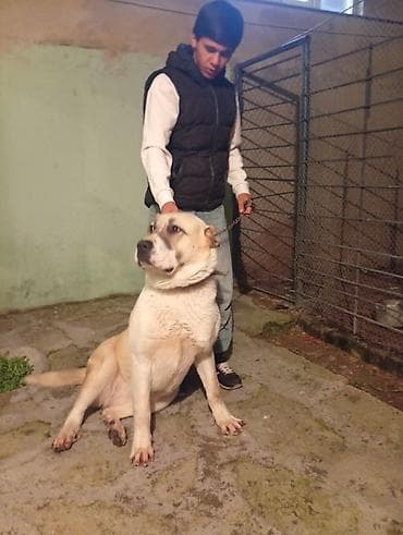 it üçün qəfəs: İt üçün metal qəfəs/kurtka - Material: möhkəm metal karkas, sıx — 2