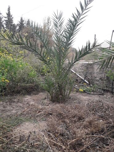 İran xurma ağacı trcili satılır deye ucuz vrrirem.3 əd qalıb lalafo.az -da İran xurma ağacı trcili satılır deye ucuz vrrirem.3 əd qalıb