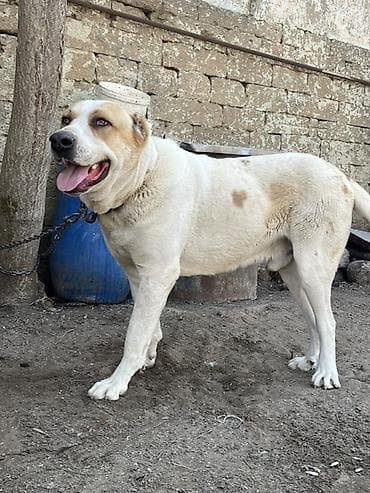 heyvan satışı: Alabay, Erkek — 2