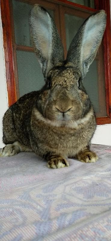 dovsan sekilleri: FLANDR (Belçika nəhəngi) – İri ölçü, yüksək gəlir! Təmiz qanlı Flandr — 8