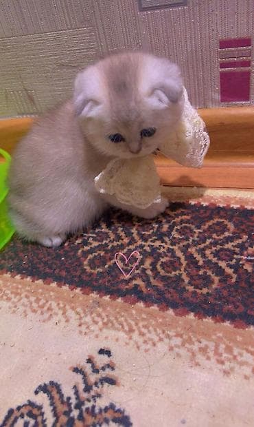 arpa bugda satisi: Şinşilla, Erkək, Dişi — 5