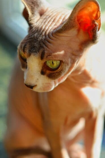 munchkin pişik: Sfinks, Erkək, Dişi, Yaxşı əllərə, Ünvandan götürmə — 7