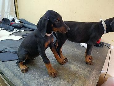 Doberman, Peyvəndli — 6