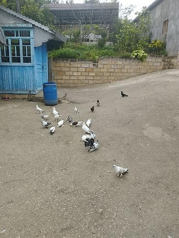 kakadu quşu: Salamaleykum Allah hamının malına bərəkət versin gördüyünüz — 3