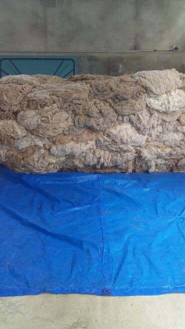 agdag astar qiymeti: QOYUN YUNU SATILIR Şamaxı yunu — 2