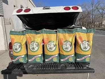 Bluemoon yonca toxumu İtalya istehsalıdır 20-22 gün peryodu ilə